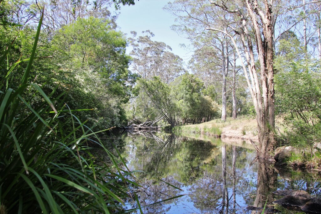 A serene landscape featuring a calm river reflecting the surrounding lush green trees and eucalypts under a clear blue sky.