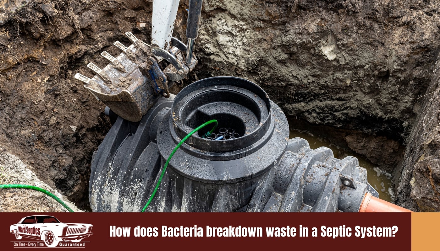 How does Bacteria breakdown waste in a Septic System