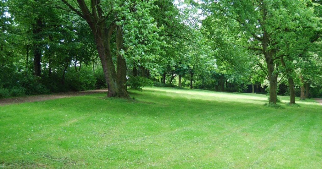 A sunlit green lawn stretching into a park-like setting surrounded by large, leafy deciduous trees in Seaham.