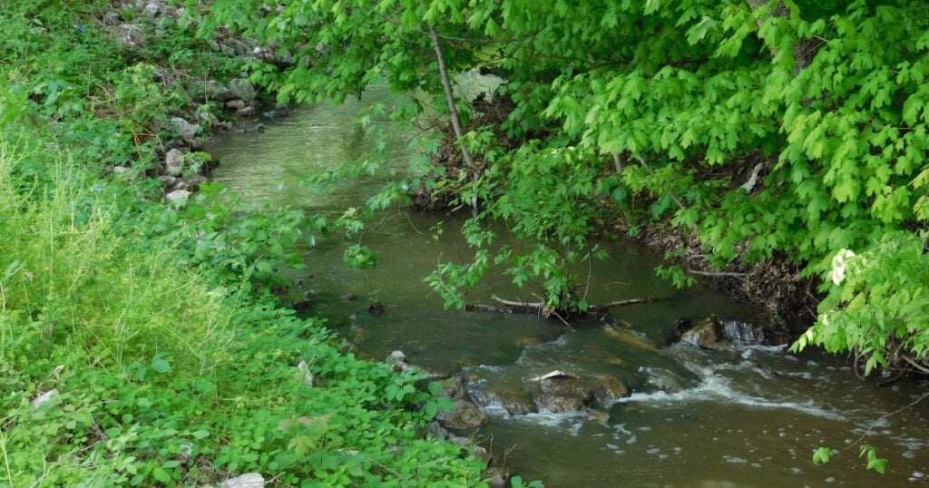 A small, murky stream flowing through a lush, green forest with thick foliage and rocky banks in Sweetmans Creek.