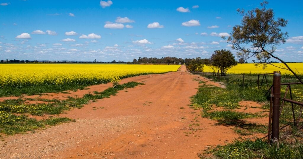 A red dirt road cuts through a vibrant, yellow canola field in Jilliby