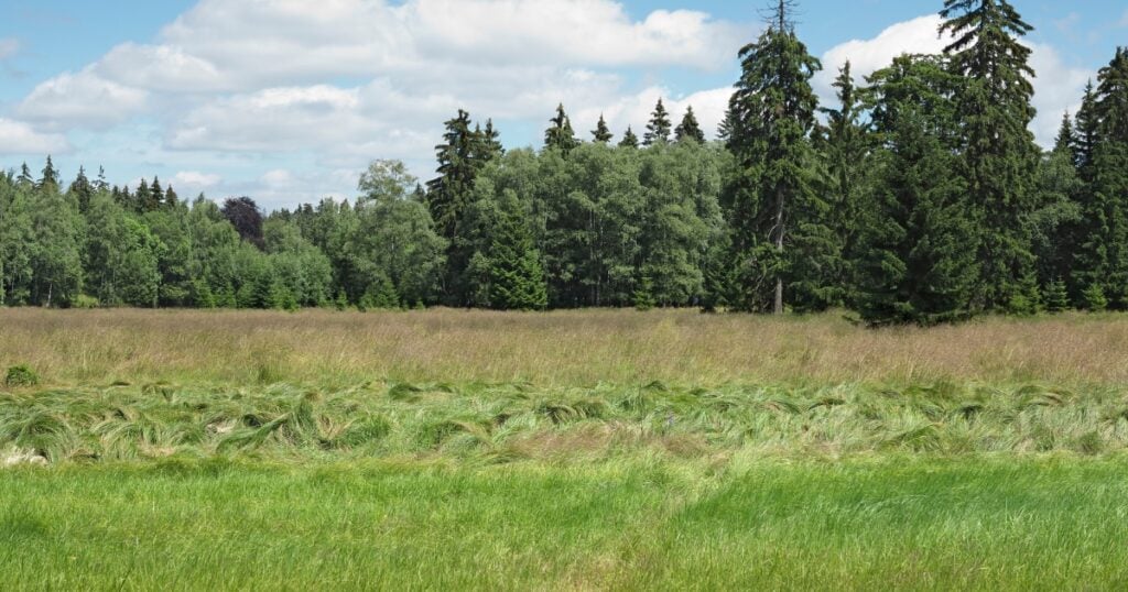 A green meadow with tall, windswept grass transitions into a dense forest in Peats Ridge.