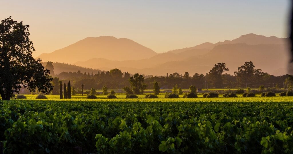 A lush, green vineyard spans the foreground, leading to a line of trees and distant hazy mountains in Yarramalong