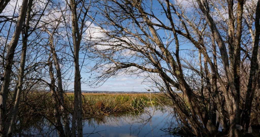 A dense winter trees onto a calm body of water reflecting the blue sky in Wallarah NSW.